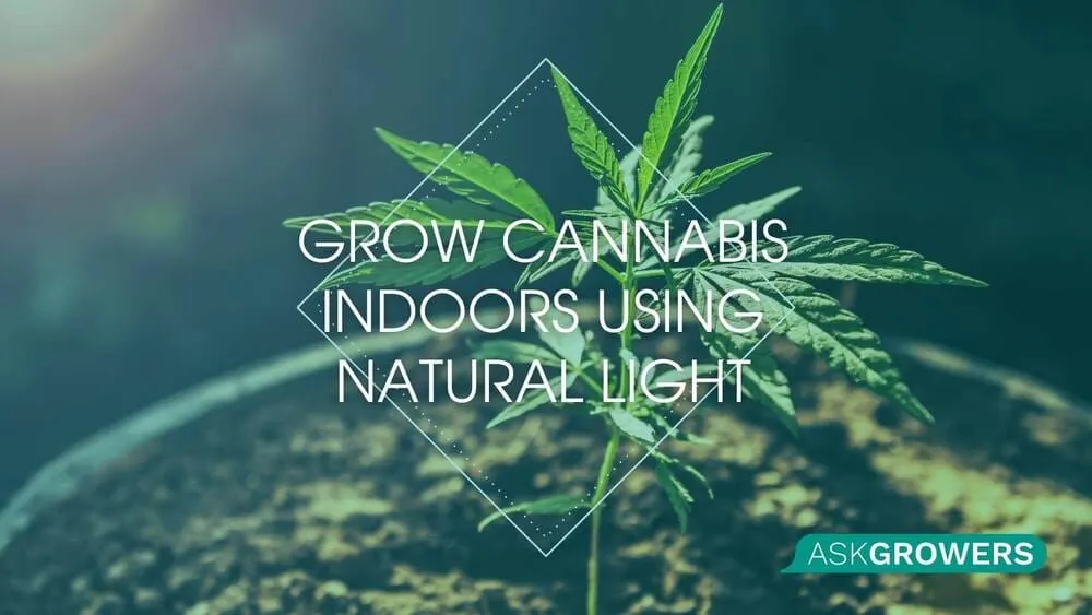 How to Grow Cannabis Indoors Using Natural Light