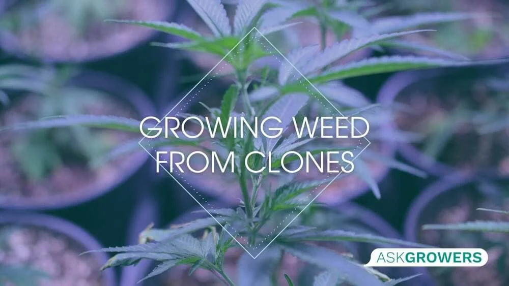 Growing Weed from Clones A to Z