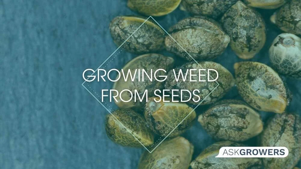 Growing Weed from Seeds How-To
