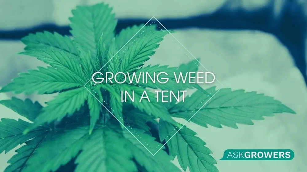 A Complete Guide to Growing Weed in a Tent