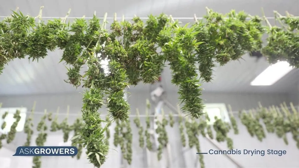 hanging and drying cannabis