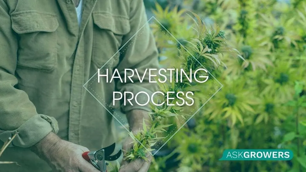 Harvesting Process Overview