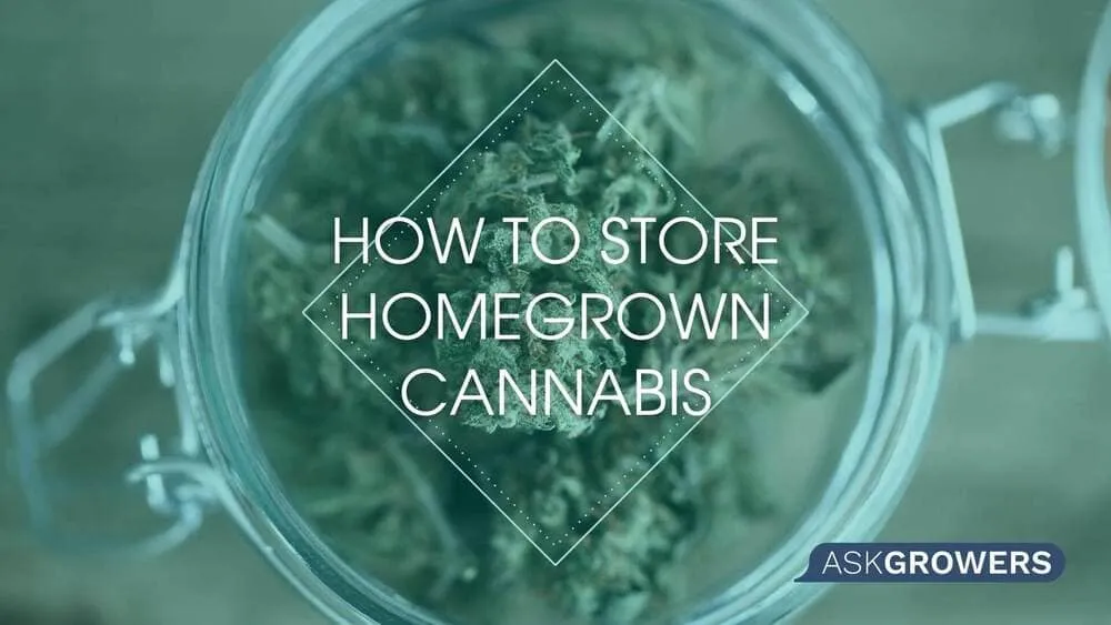 How to Store Homegrown Cannabis