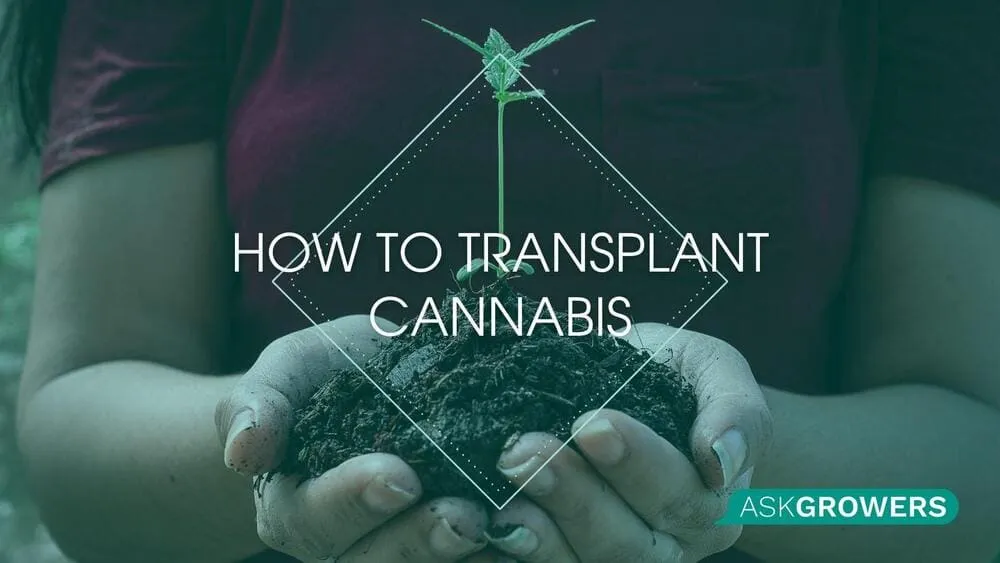 How to Transplant Cannabis Step-by-Step