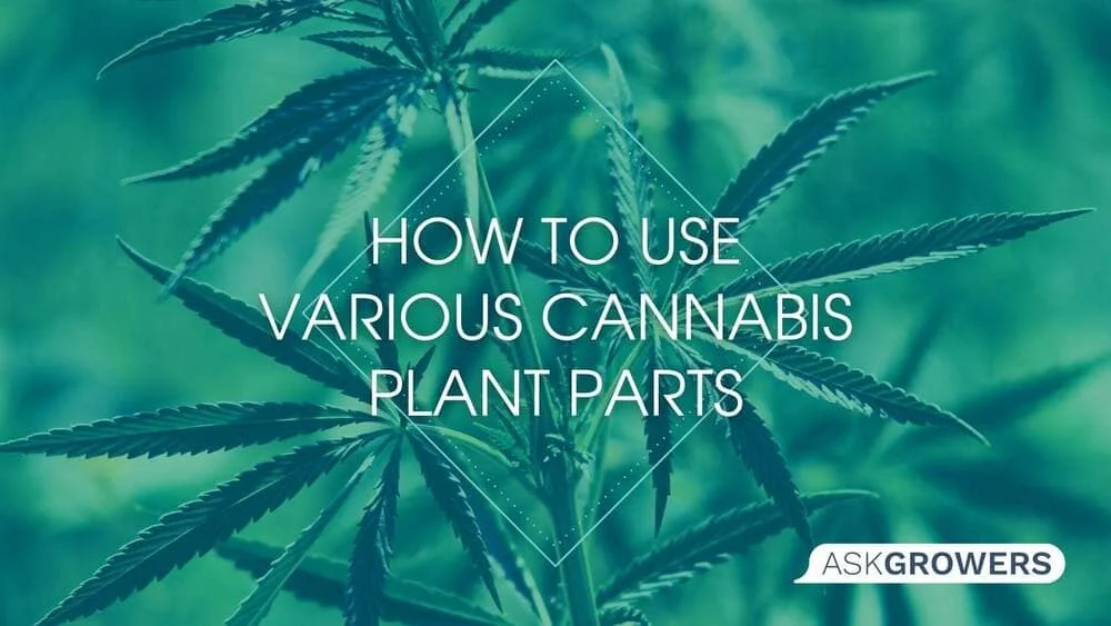 How to Use Various Cannabis Plant Parts?