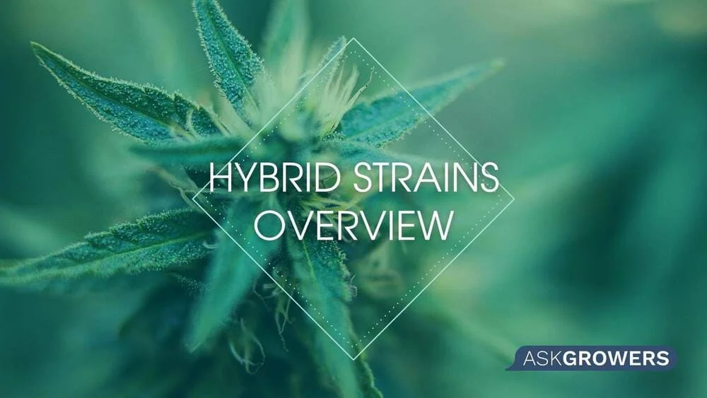 Introduction to Hybrid Cannabis Strains
