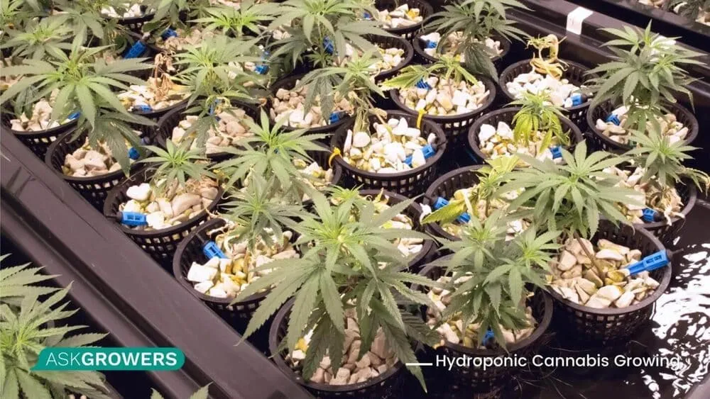 Hydroponic Methods for Weed Growth