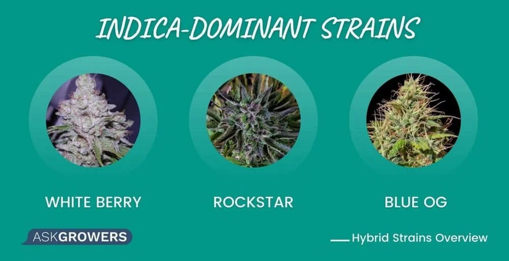 Indica-Dominant Strains