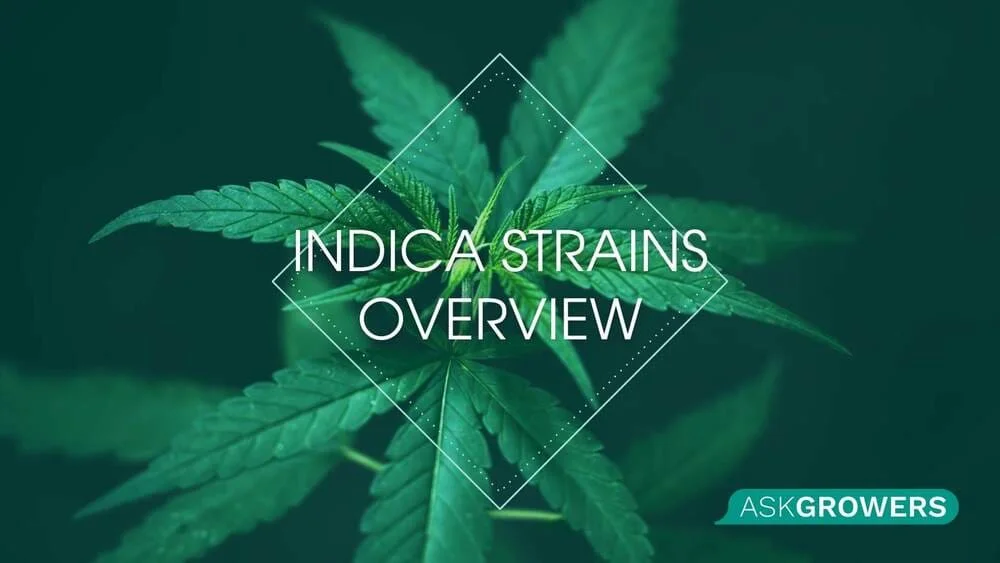 Indica Strains Overview