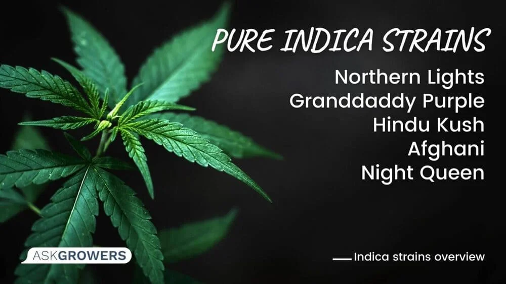 Indica Strains