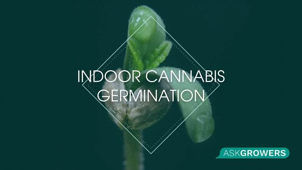 Indoor Cannabis Germination How-To