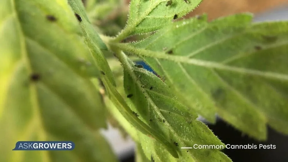 insect pests on cannabis
