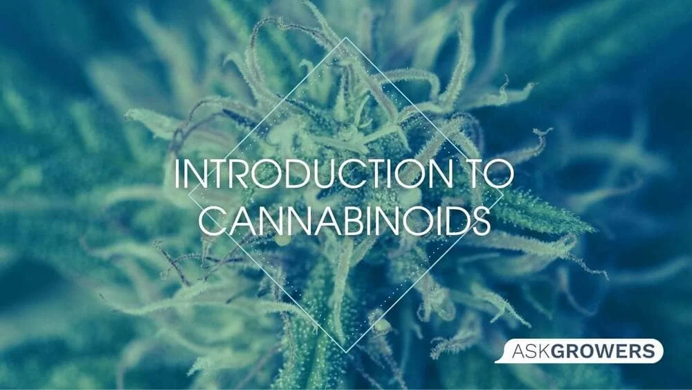 Introduction to Cannabinoids