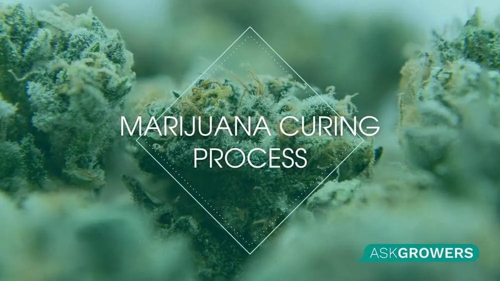 How to Properly Cure Cannabis: Detailed Guide and Useful Tips