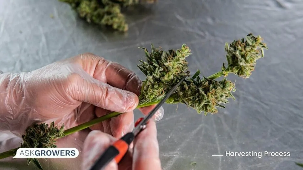 marijuana flower trimming