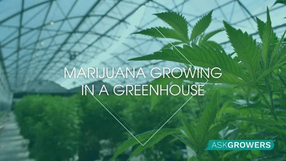 Marijuana Growing in a Greenhouse A-Z