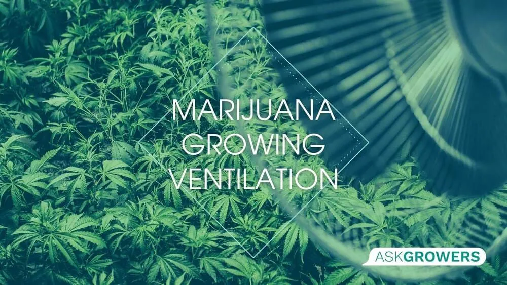 Marijuana Ventilation How-To