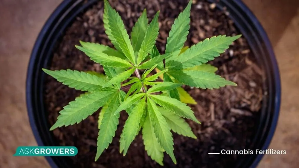 marijuana plant vegetative stage