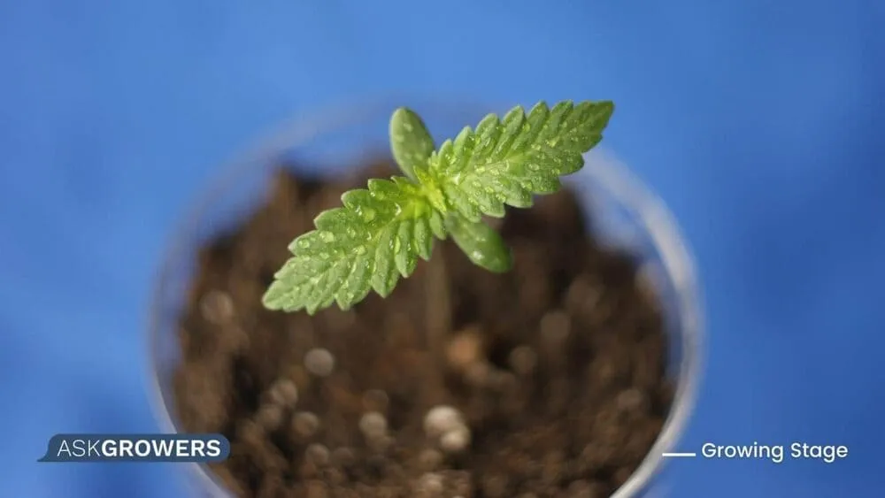 marijuana seedling stage