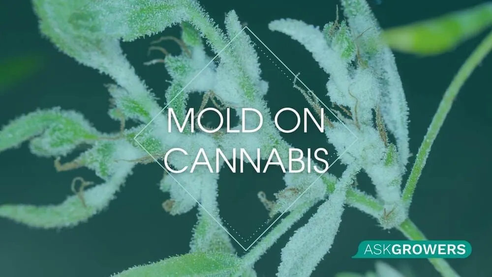 Mold on Marijuana Plants