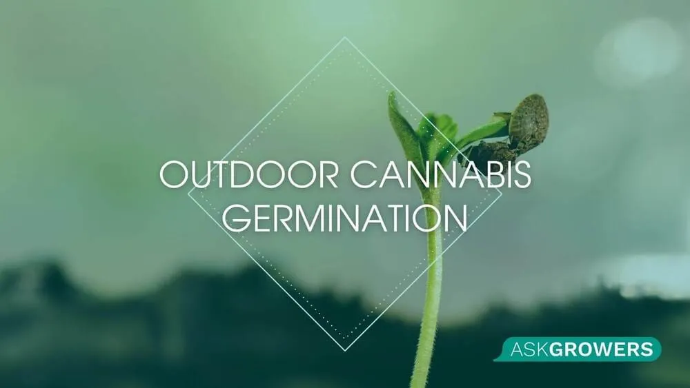 Outdoor Cannabis Germination