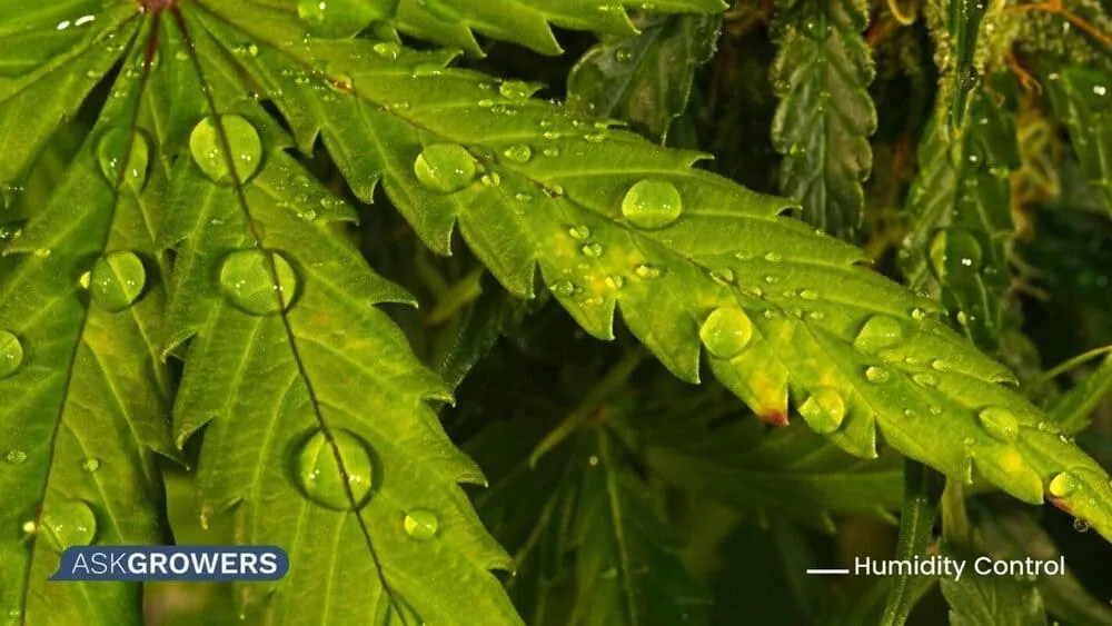 Over-Watering Marijuana