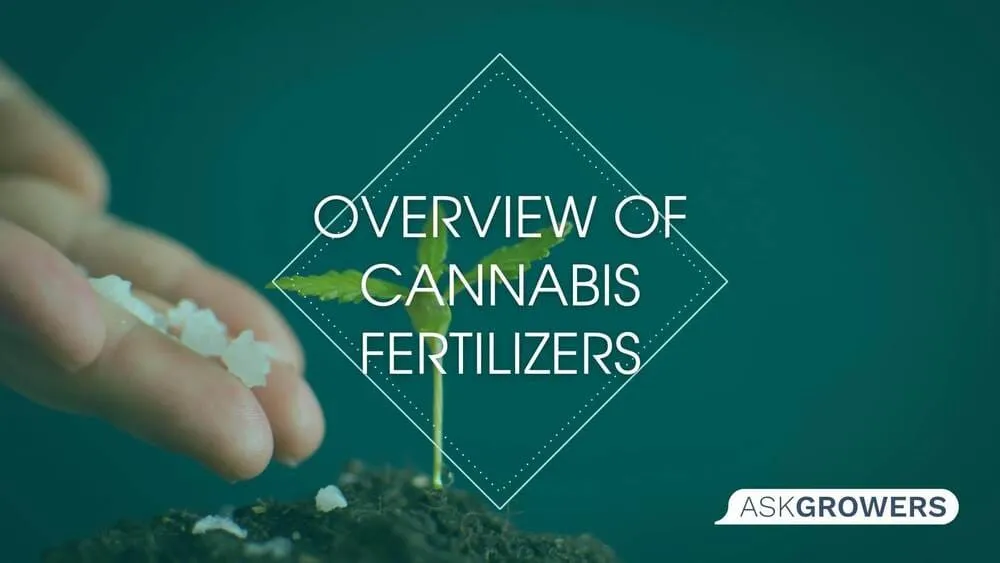 Detailed Overview of Cannabis Fertilizers