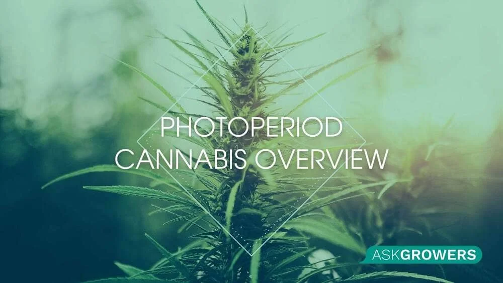Photoperiod Cannabis Overview