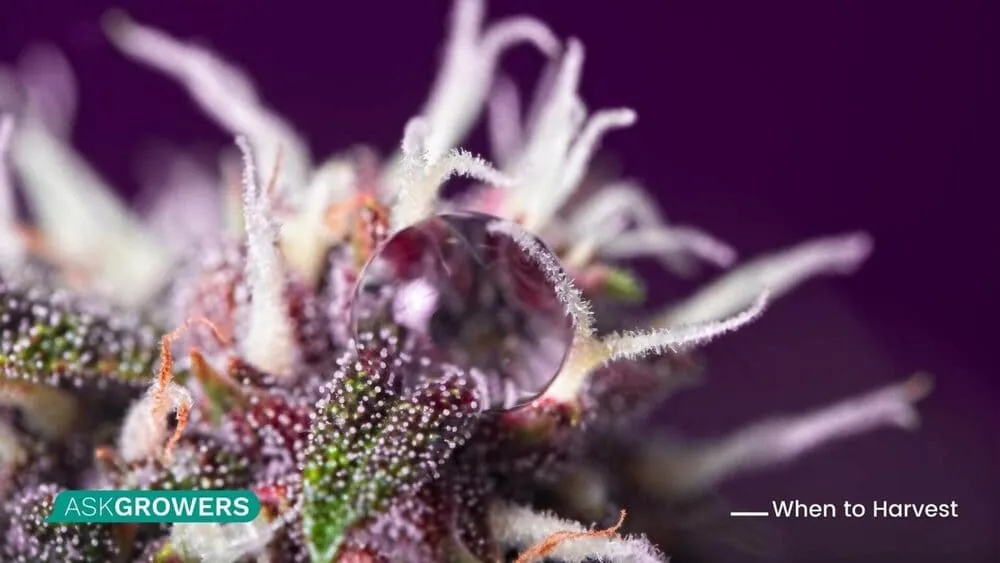 pistils and trichomes