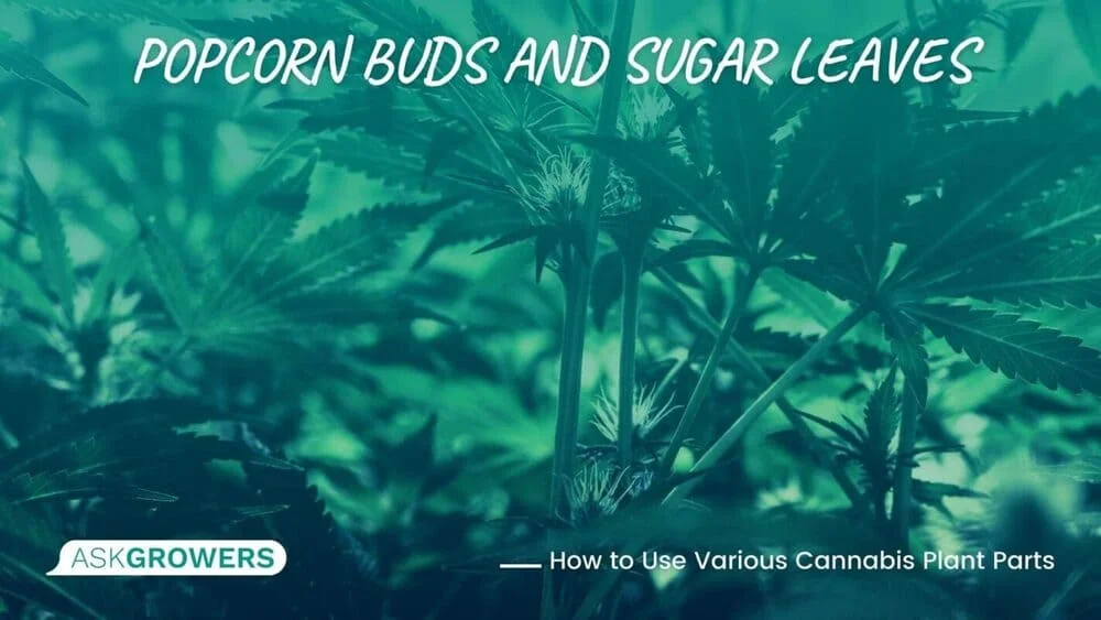Popcorn Buds and Sugar Leaves