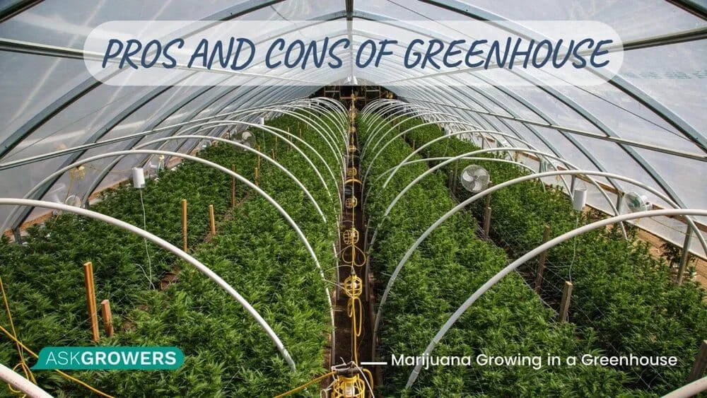 Pros and Cons of Greenhouse
