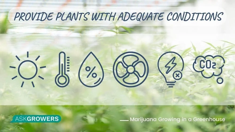 Provide Plants with Adequate Conditions