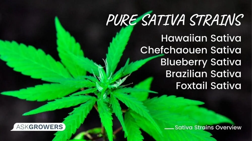 Pure Sativa Strains