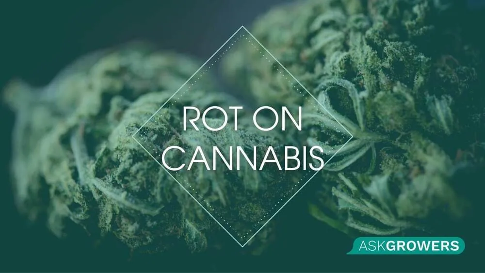 Rot on Cannabis: Diagnosing, Treating, and Preventing