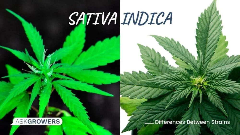 Sativa and Indica