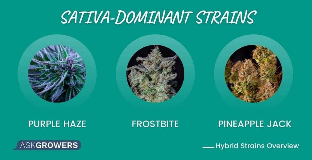 Sativa-Dominant Strains