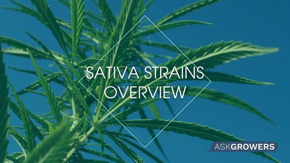 Quick Intro to Sativa Weed Strains