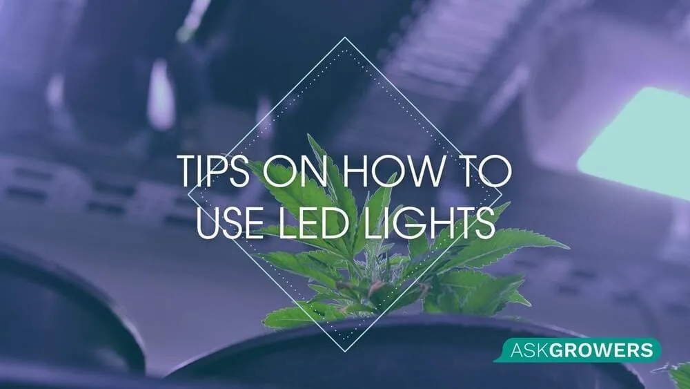 Guide to Growing Marijuana with LED Lights