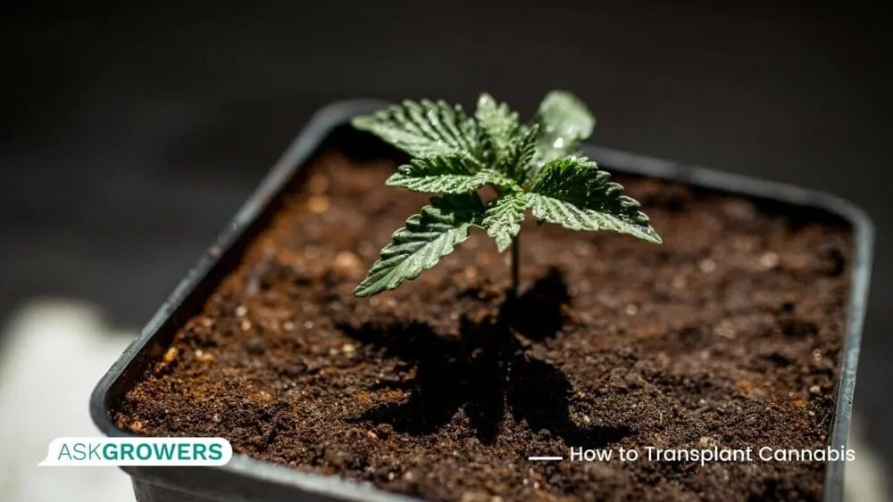 Transplanted Plant