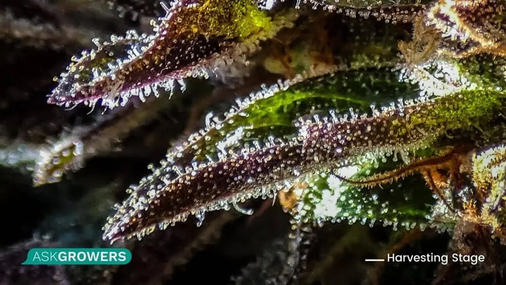 trichomes on leaves