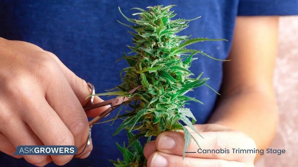 trimming buds before drying