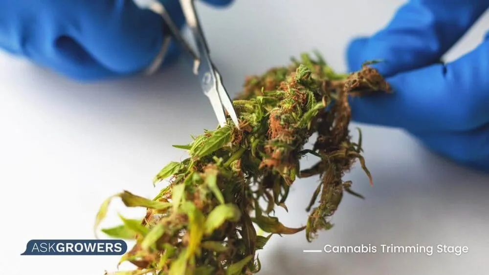 trimming cannabis buds