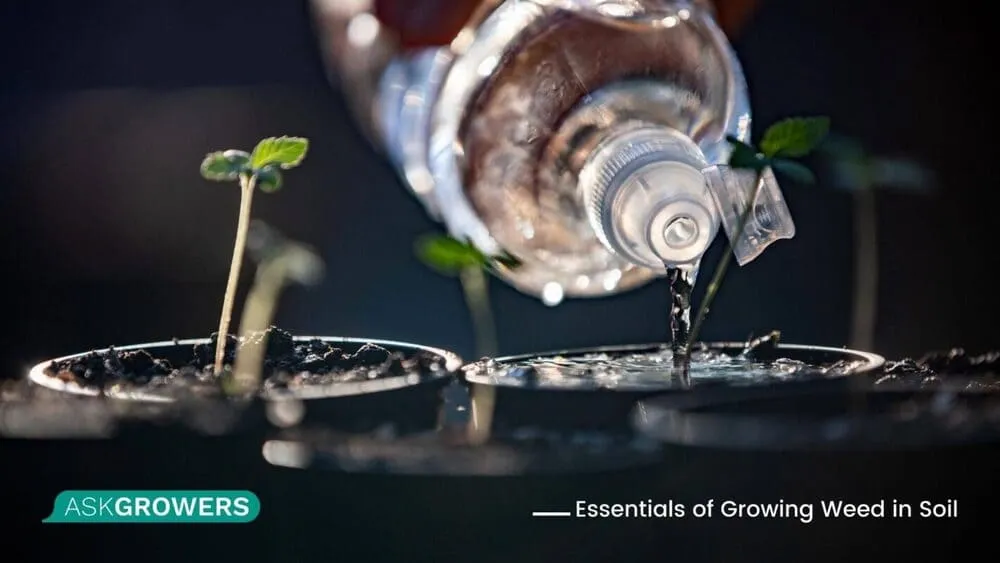 Watering Cannabis in Pots