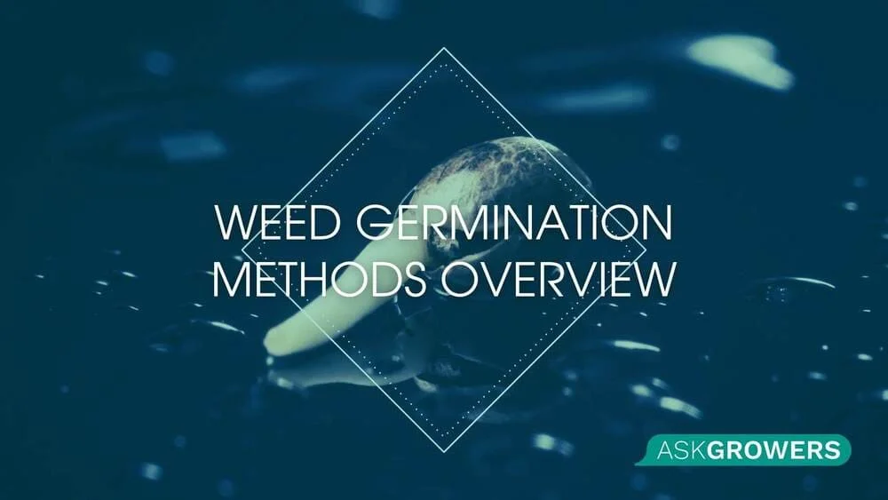 Weed Germination Methods Overview