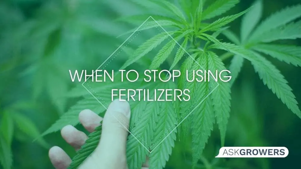 When to Stop Using Fertilizers
