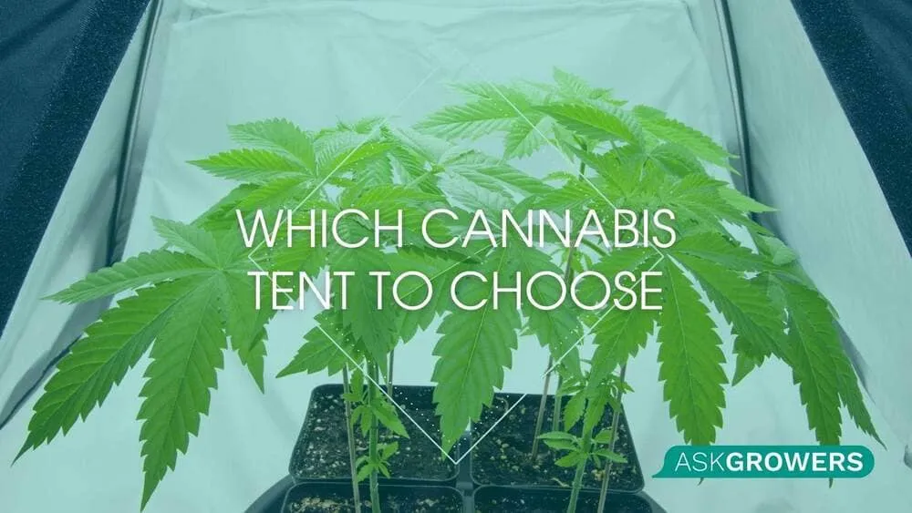A Guide on Choosing the Right Tent for Indoor Cannabis Growing