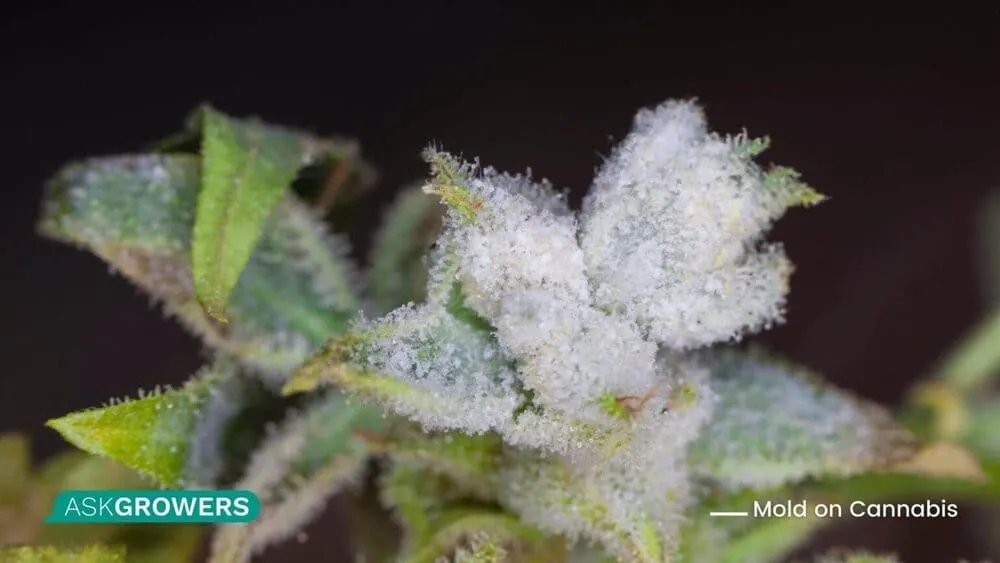 white mold on cannabis