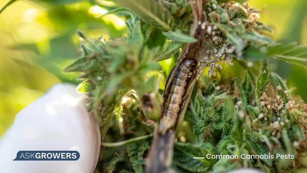 worm eat weed plant