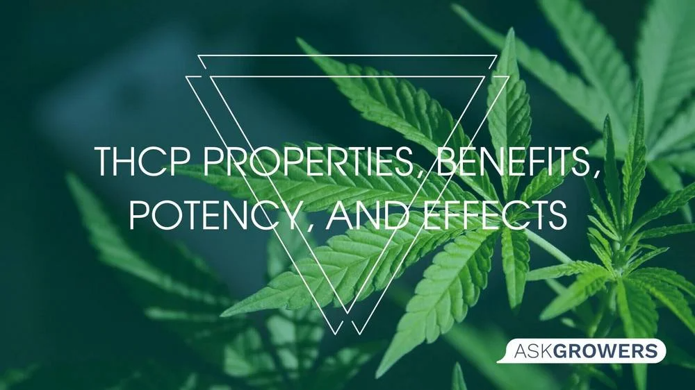 THCP Properties, Benefits, Potency, and Effects