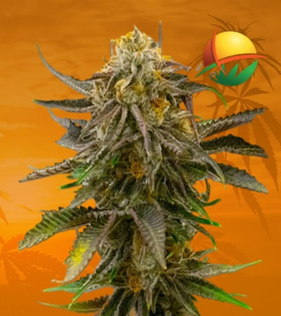 Grandaddy Bruce Seeds for sale